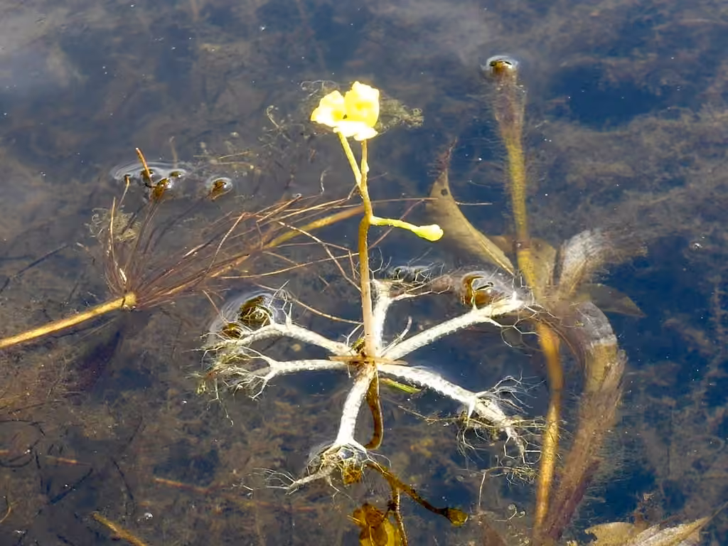 Utriculaire rayonnante, En boutons