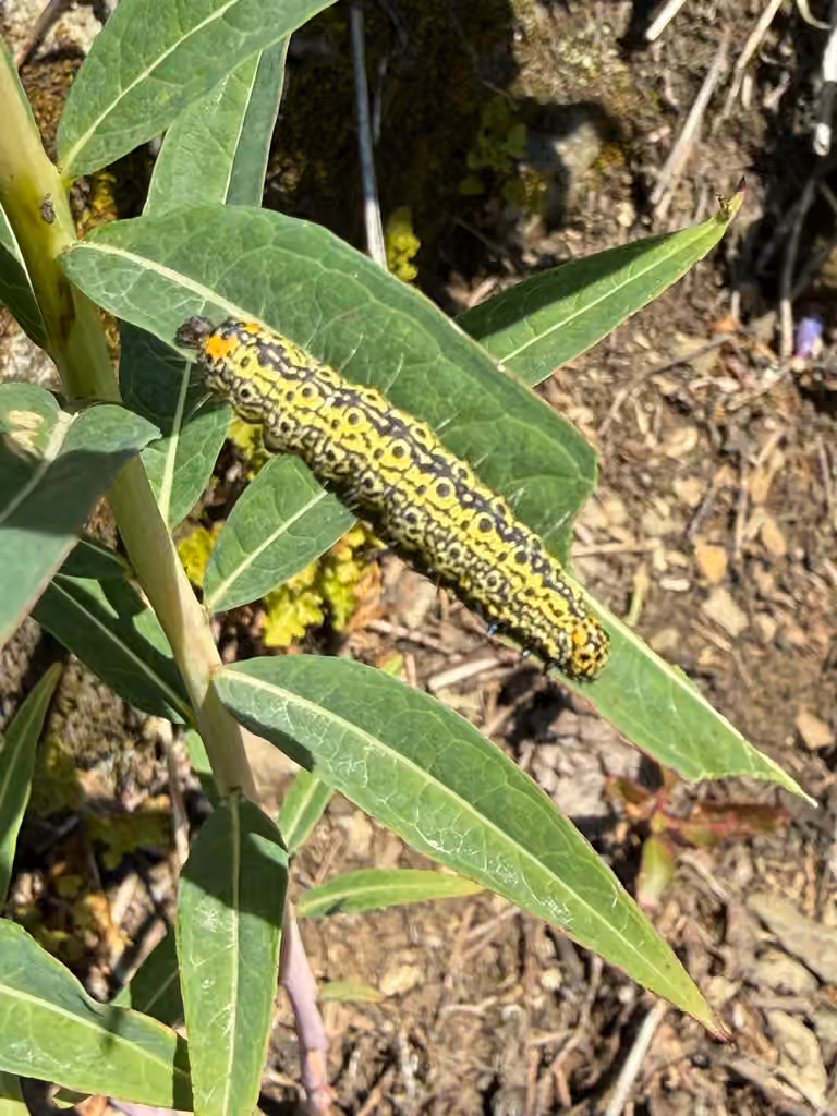 MacCulloch's Forester Moth, Chenille