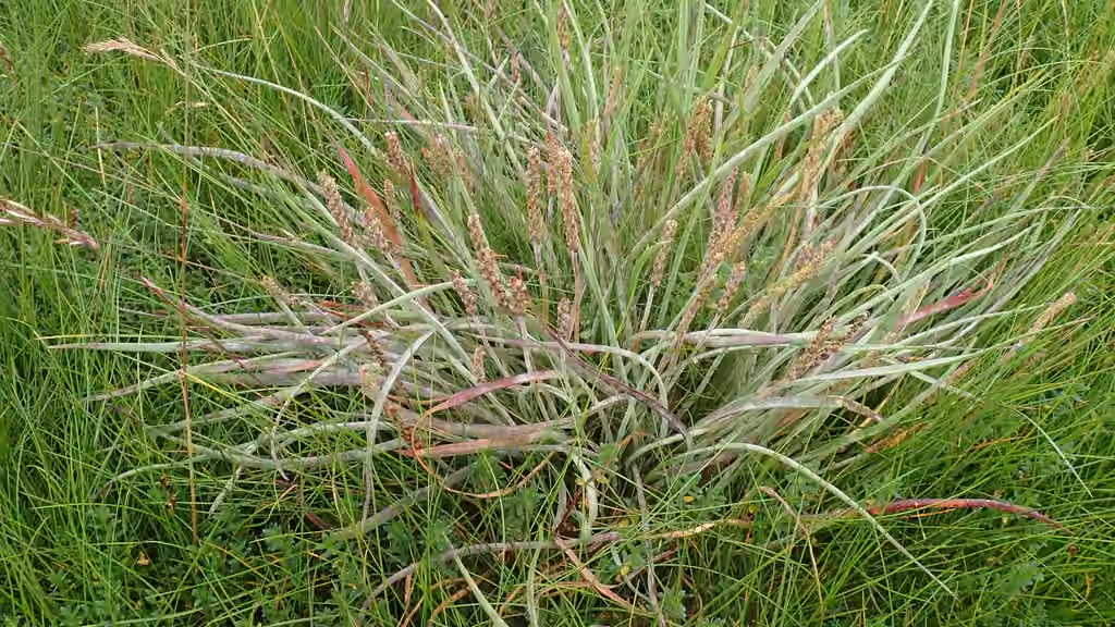 Plantain Mildew, photo 2 of 5