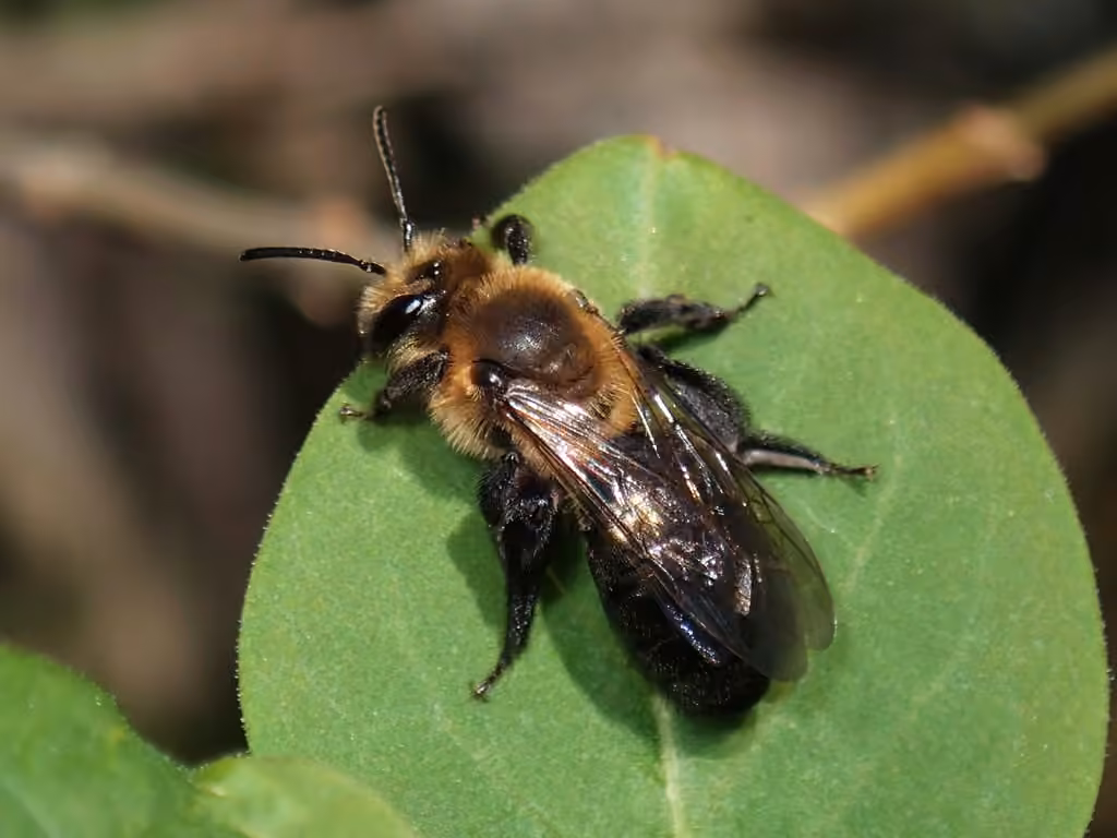 Neighborly Mining Bee, photo 1 of 5