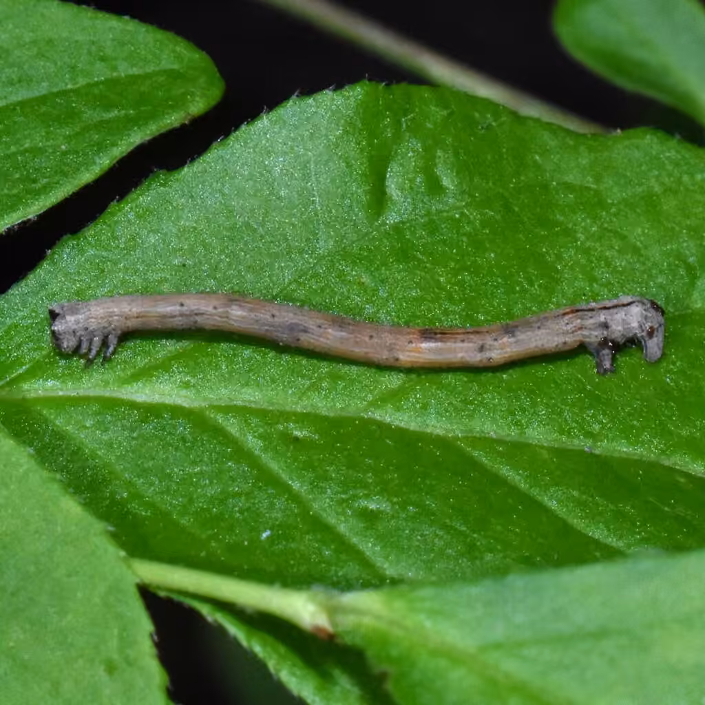 Hübner's Pero Moth, Chenille