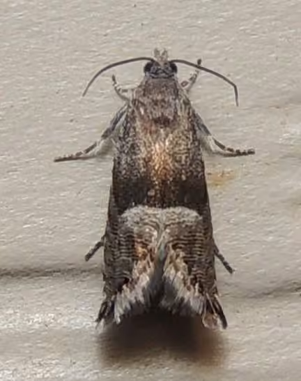 Speckled Sereda Moth, Adult