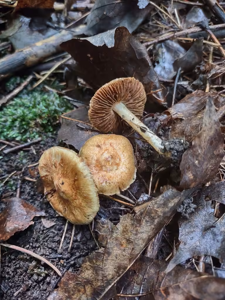 Inocybe dulciolens, photo 2 of 5