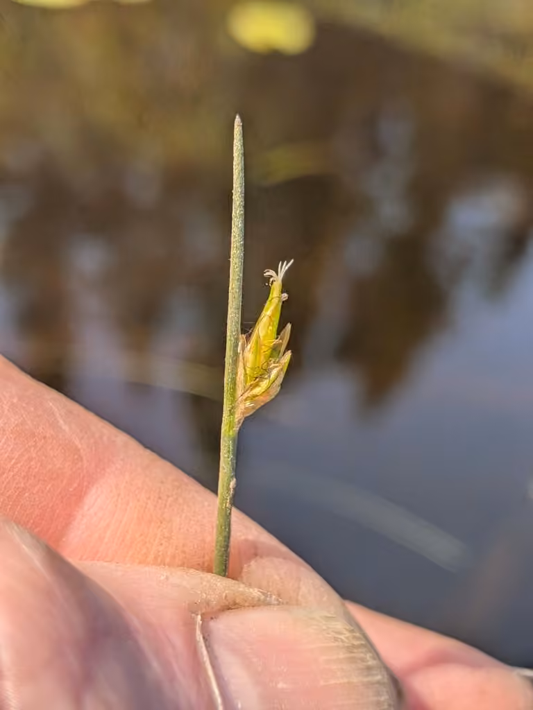 Swaying bulrush, In flower