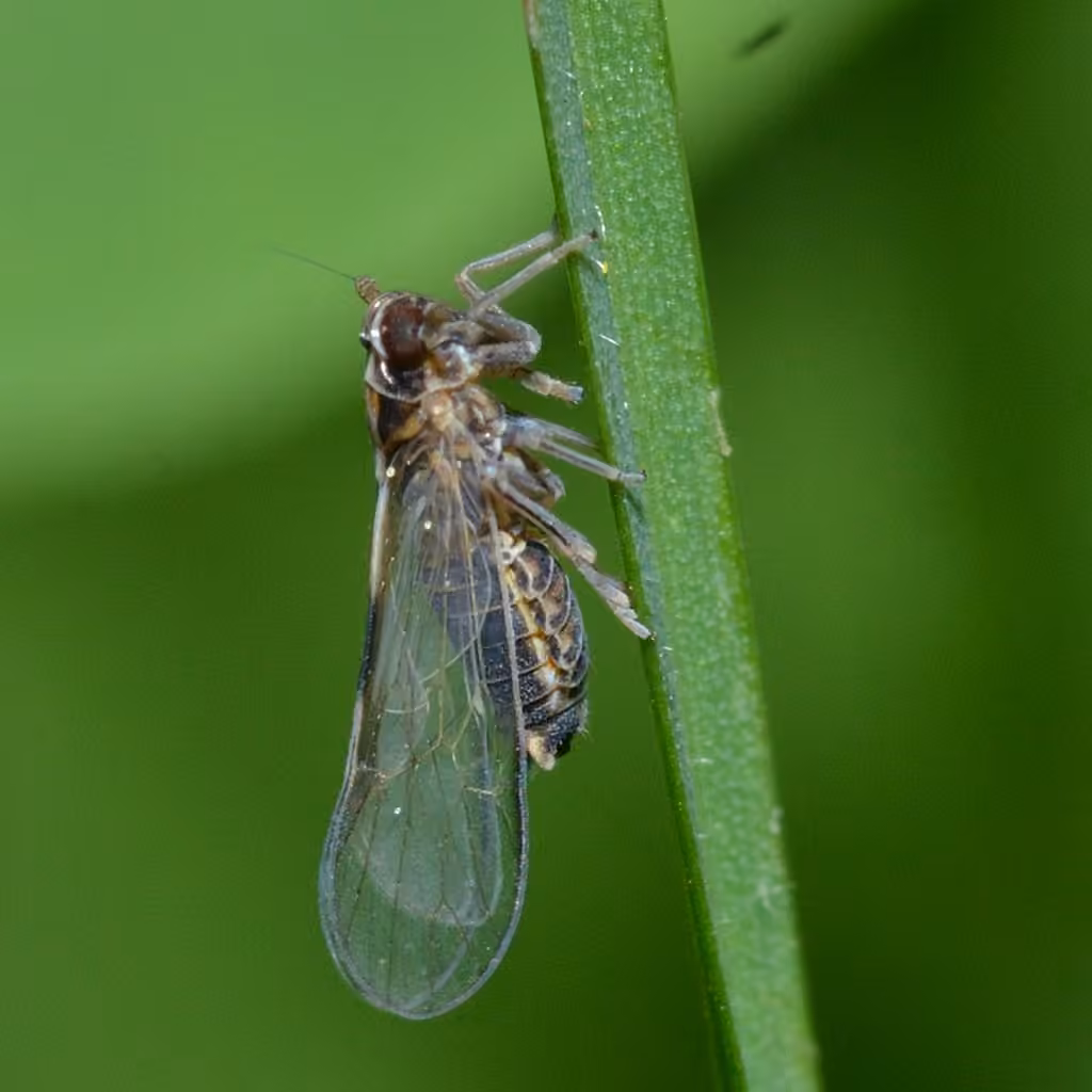 Muellerianella laminalis