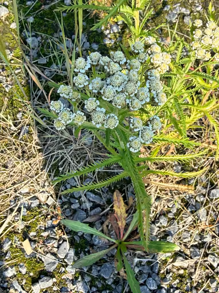 Siberian yarrow, In flower