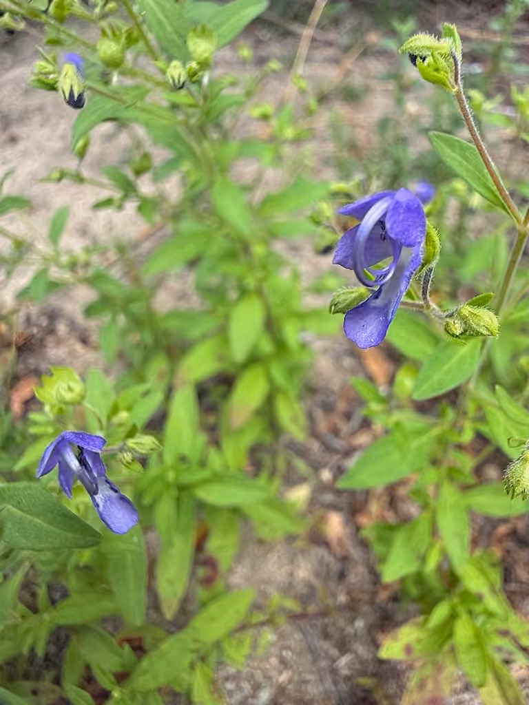 Trichostème fourchu, En fleurs