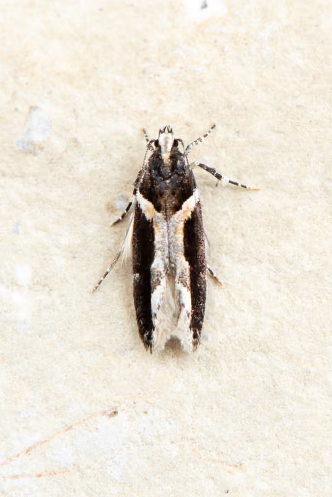 Y-backed Telphusa, Adult