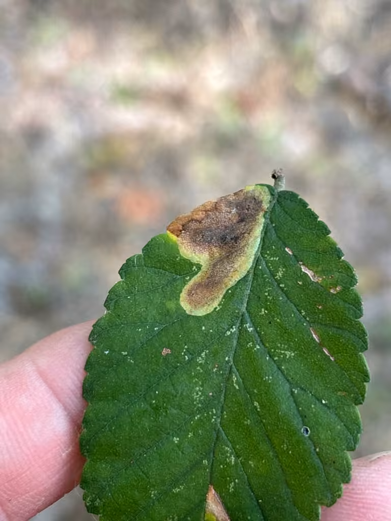 Elm Leafminer, Leaf mine