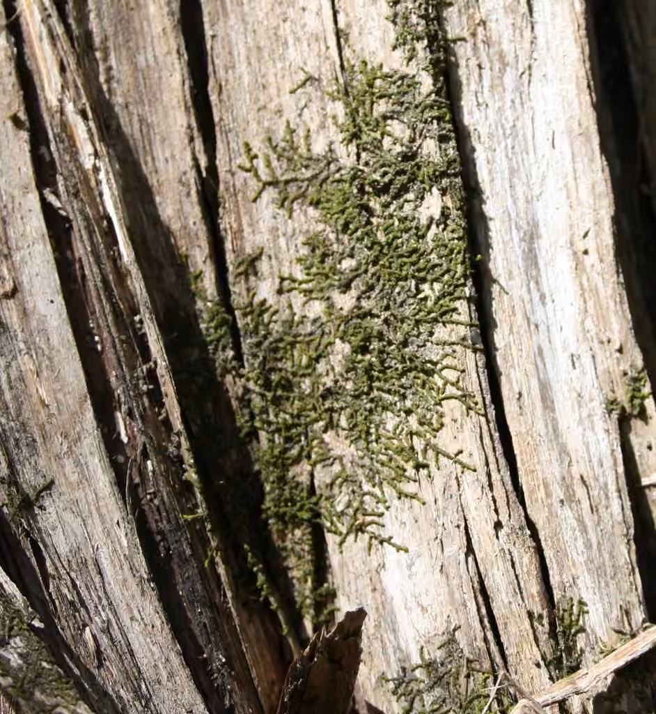 River Scalewort, photo 2 of 5