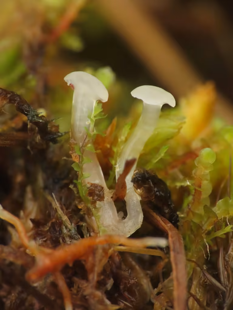 Neocudoniella radicella, photo 2 sur 5