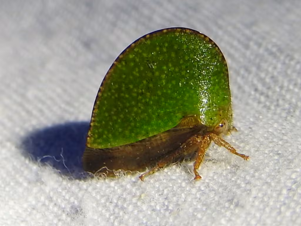 Archasia auriculata, photo 3 sur 5