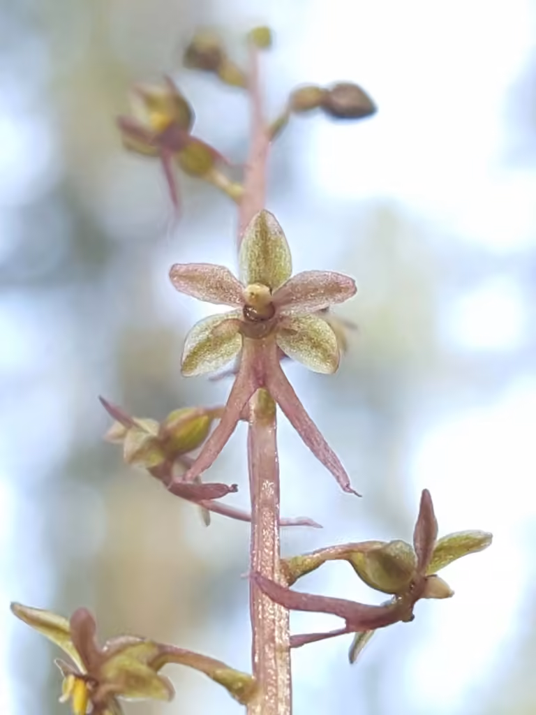 Listère cordée, En fleurs