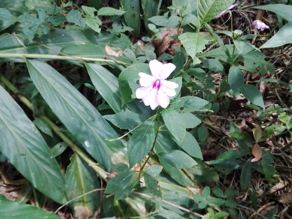 New Guinea Impatiens, photo 3 sur 5