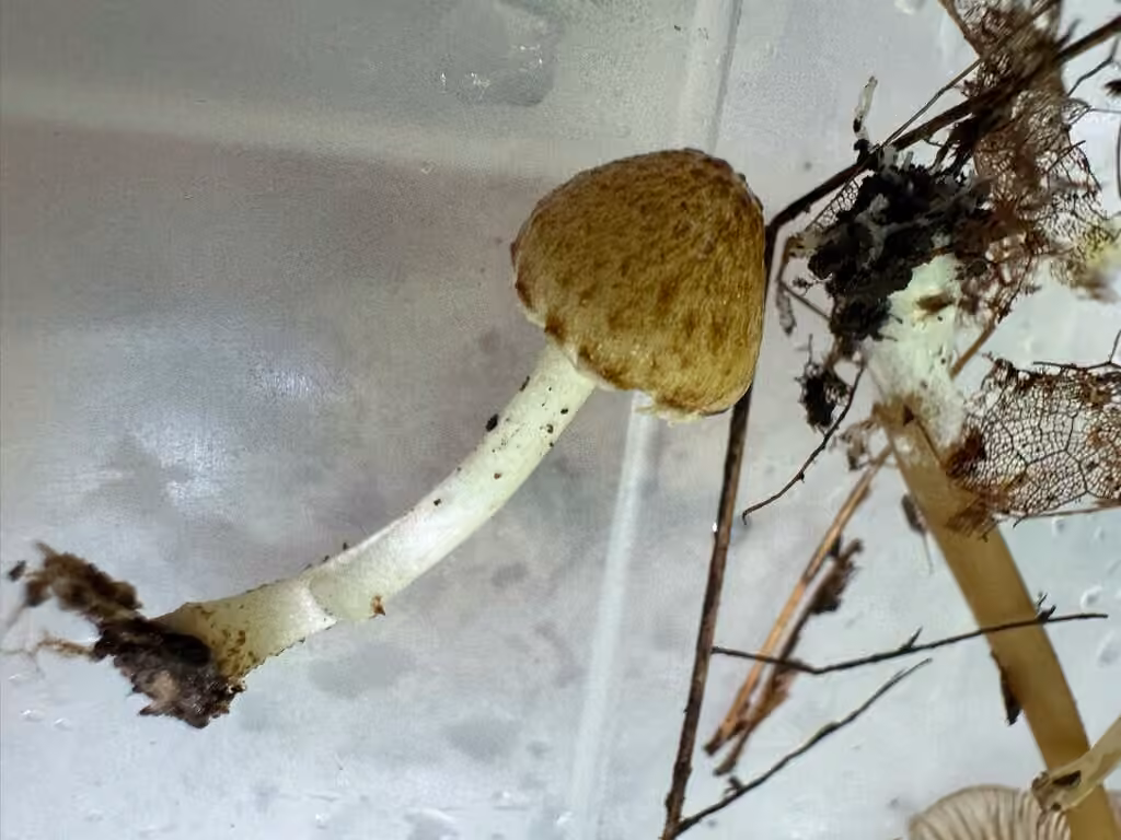 Psathyrelle amarescente, photo 2 sur 5