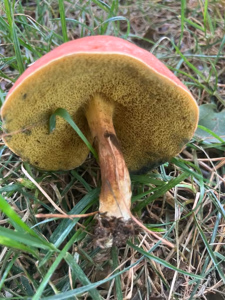 Hortiboletus flavorubellus, photo 3 of 5