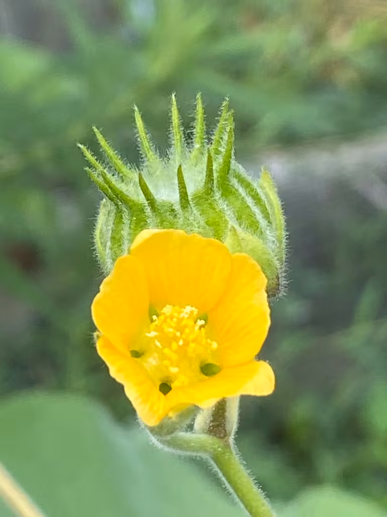 Abutilon à pétales jaunes, En fleurs