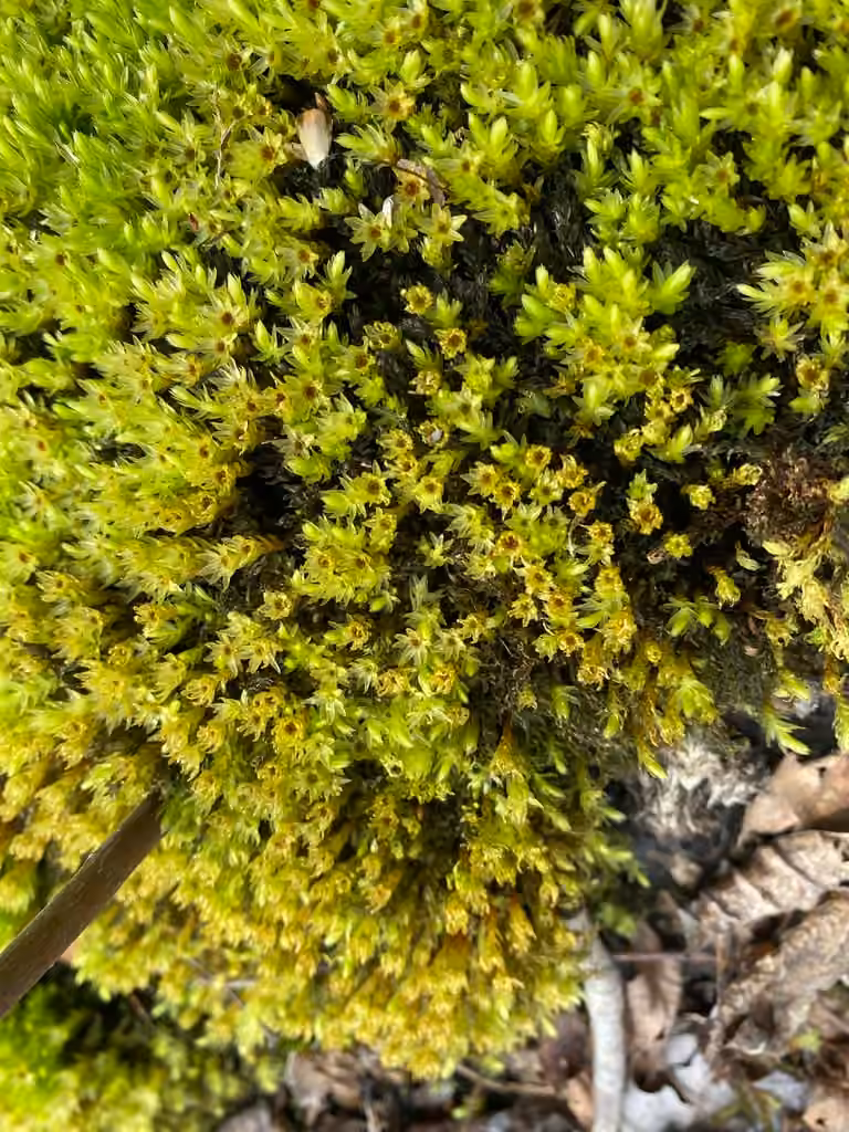 Mnie faux-lycopode, photo 3 sur 5