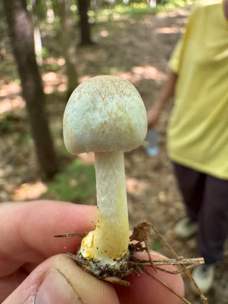 Small Agaric, photo 2 of 5