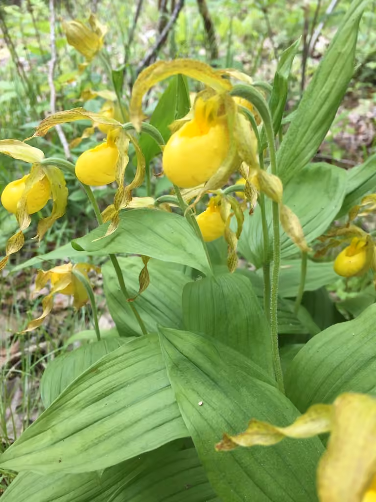 Lesser yellow lady's slipper, In flower