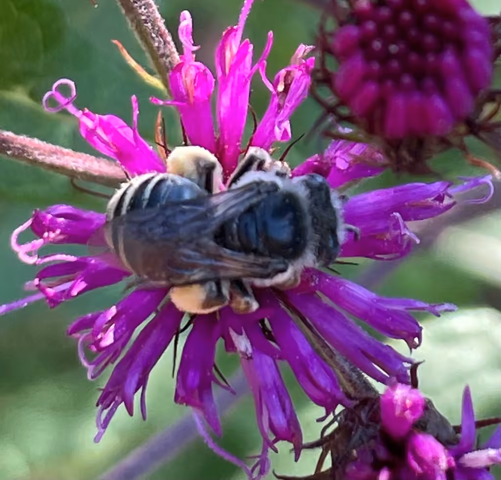 Abeille denticulée, Femelle