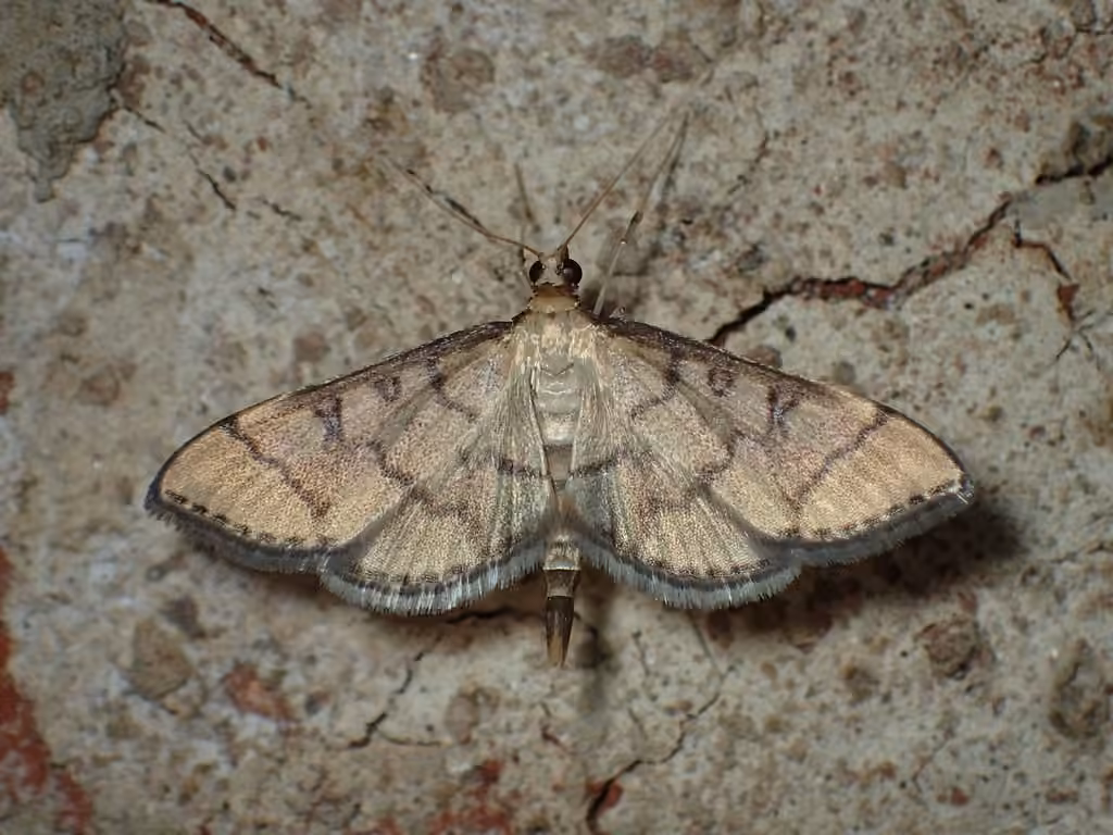 Hollow-spotted Blepharomastix Moth, Adulte