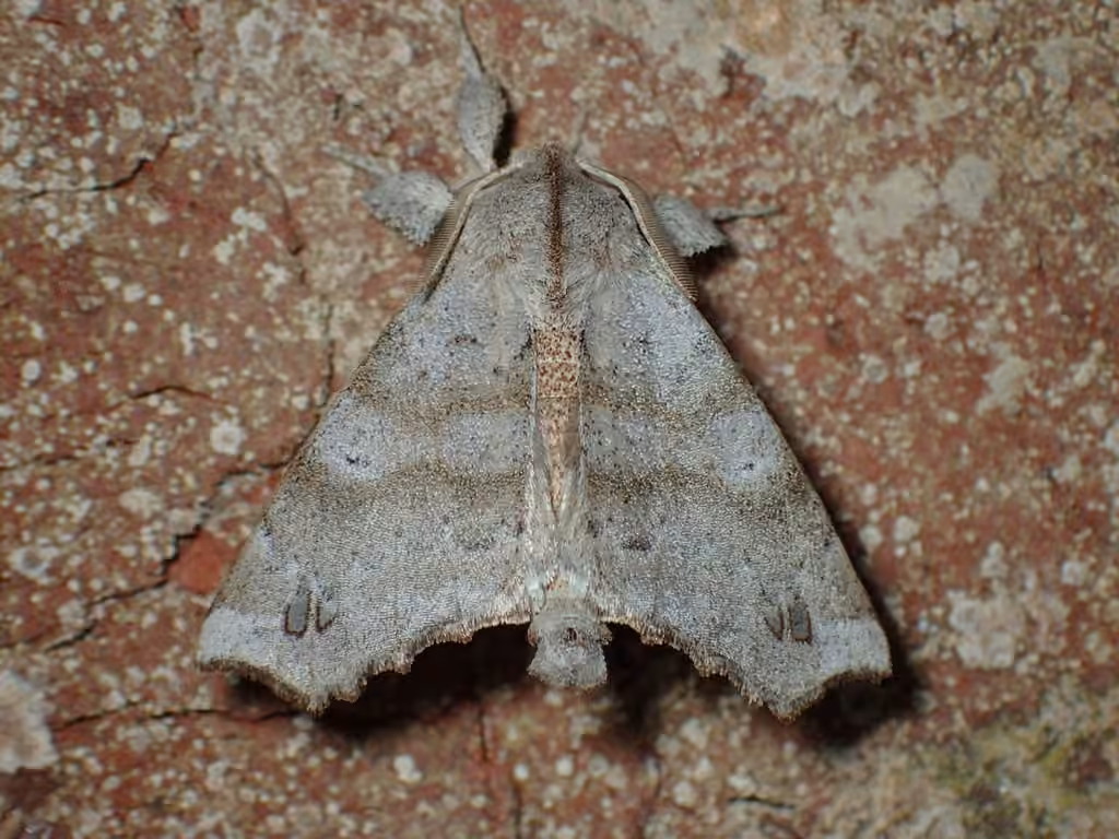 Angel Moth, photo 3 sur 5