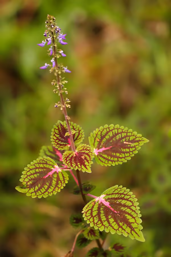 Plectranthe fausse-scutellaire, photo 1 sur 5