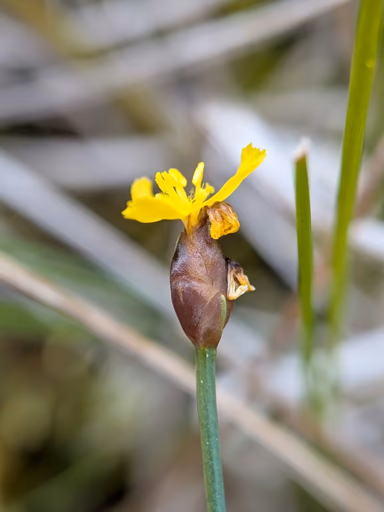 Xyris des montagnes, En fleurs