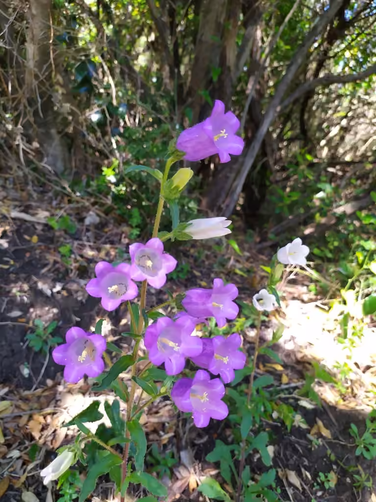 Canterbury bells, photo 3 of 5