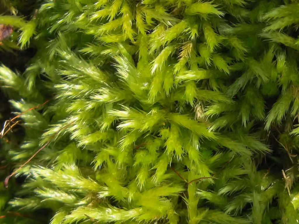 Fougerole commune