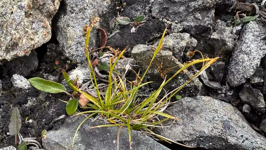 Hair sedge, In fruit