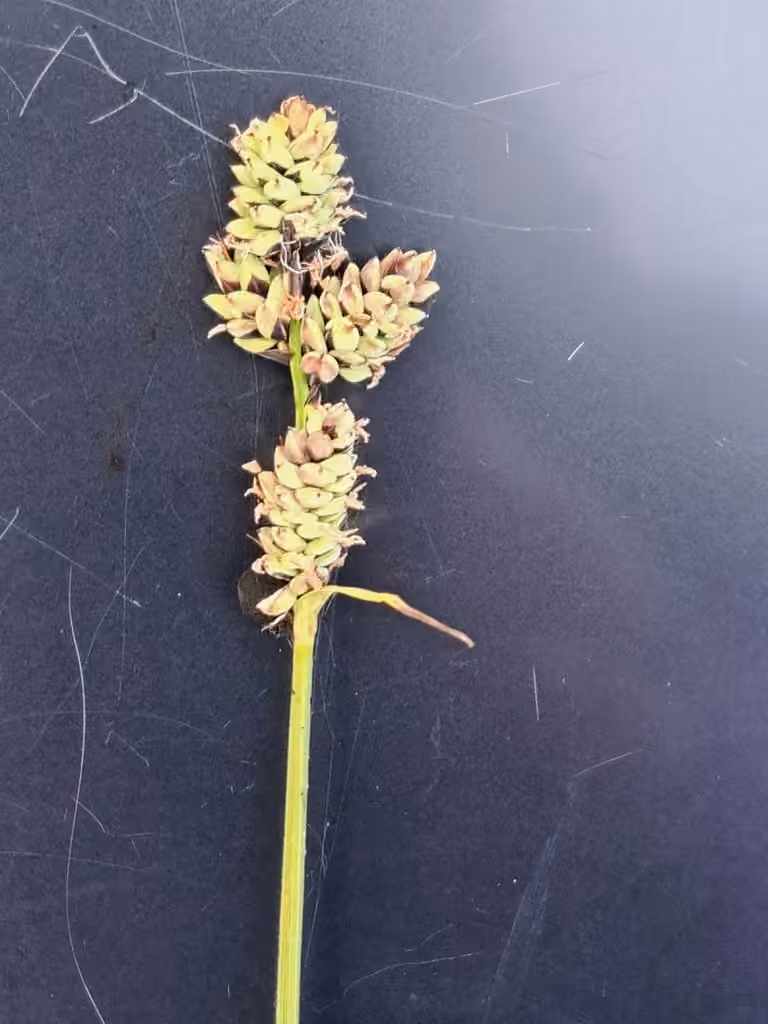 Circumpolar sedge, photo 3 of 5