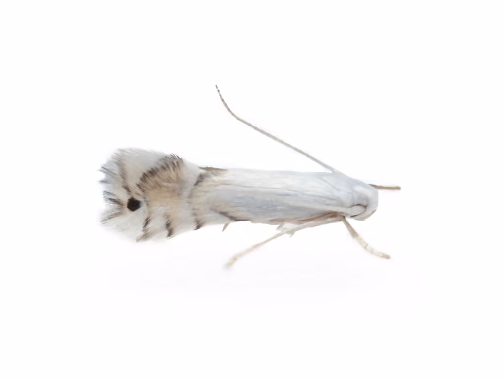 Grape Leaf-miner Moth