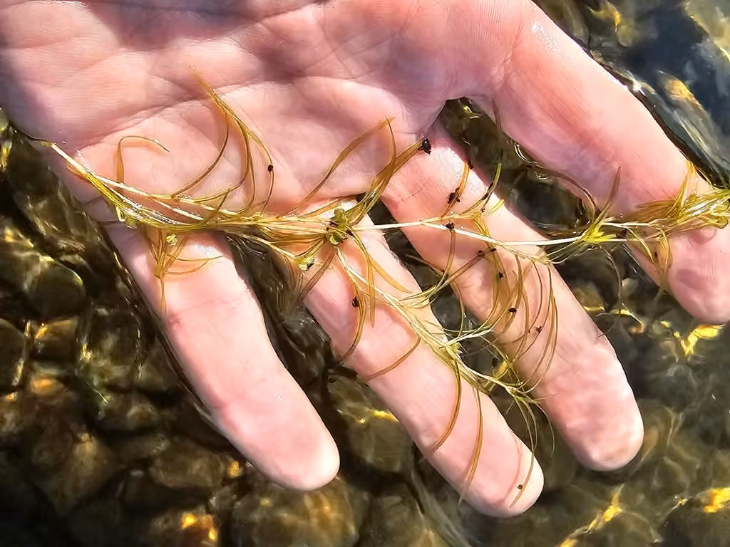 Spiral pondweed, In fruit