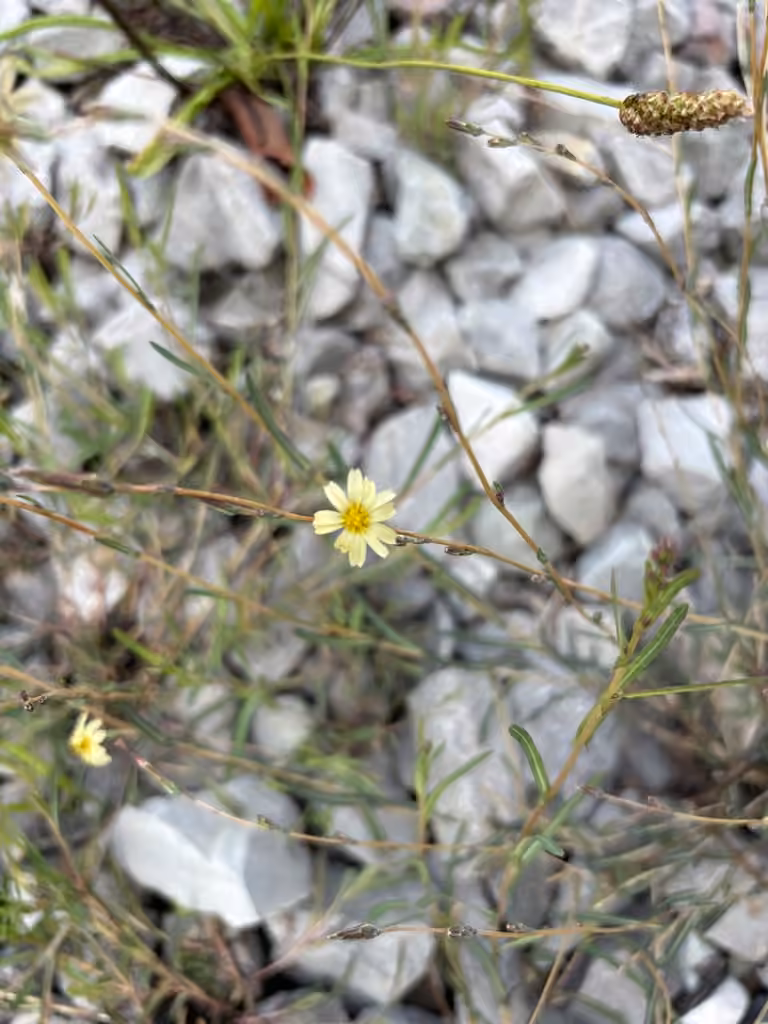 Willowleaf lettuce, In flower
