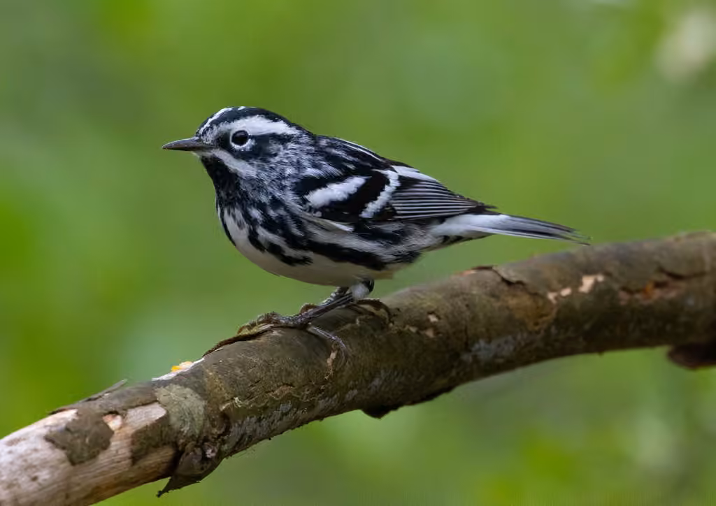 Black-and-white Warbler, photo 1 of 5