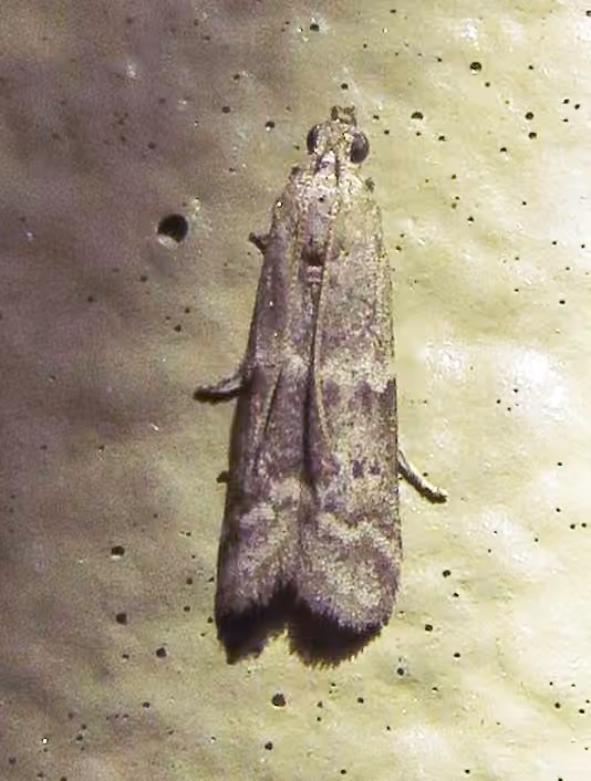Eurythmia angulella, Adult