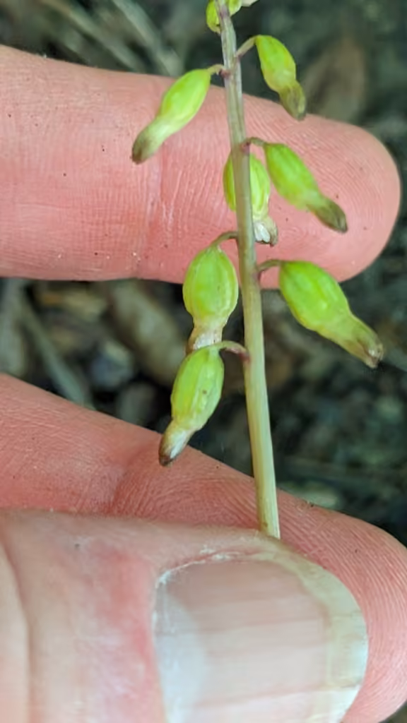 Autumn coralroot, In fruit