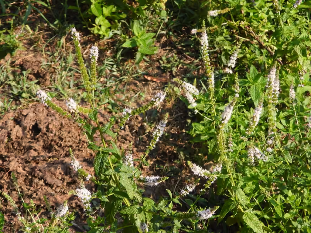 Spearmint, In fruit