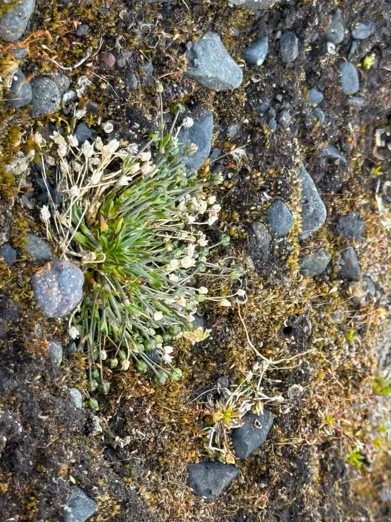 Sagine des neiges, En fleurs