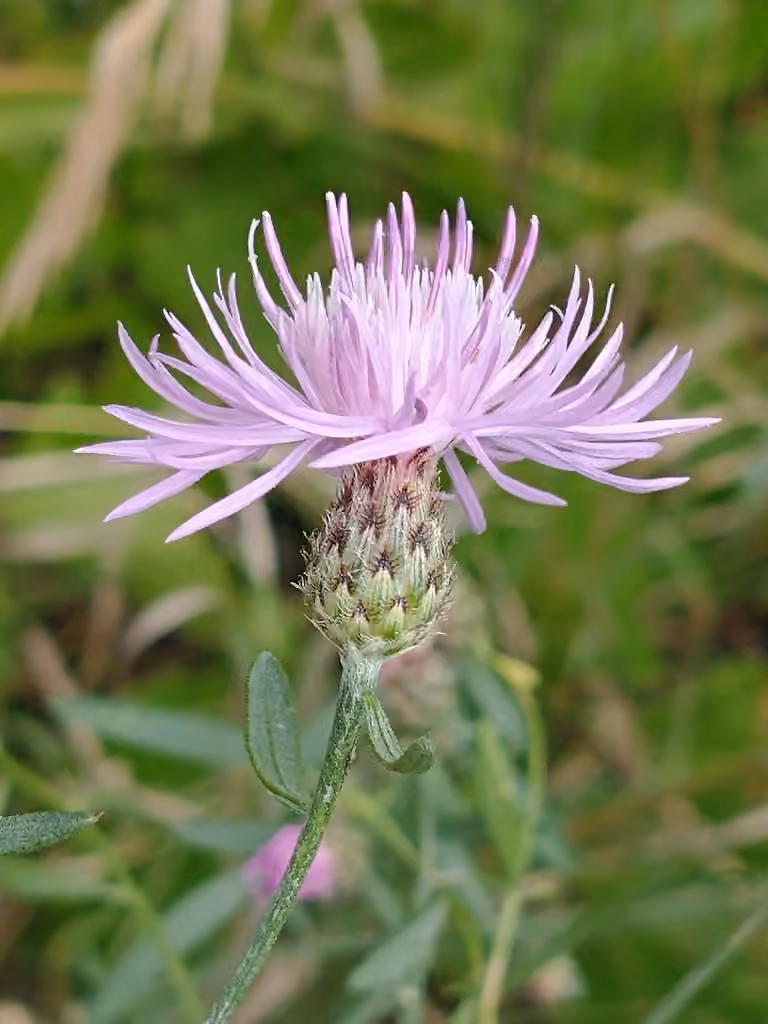 Spotted knapweed, In flower