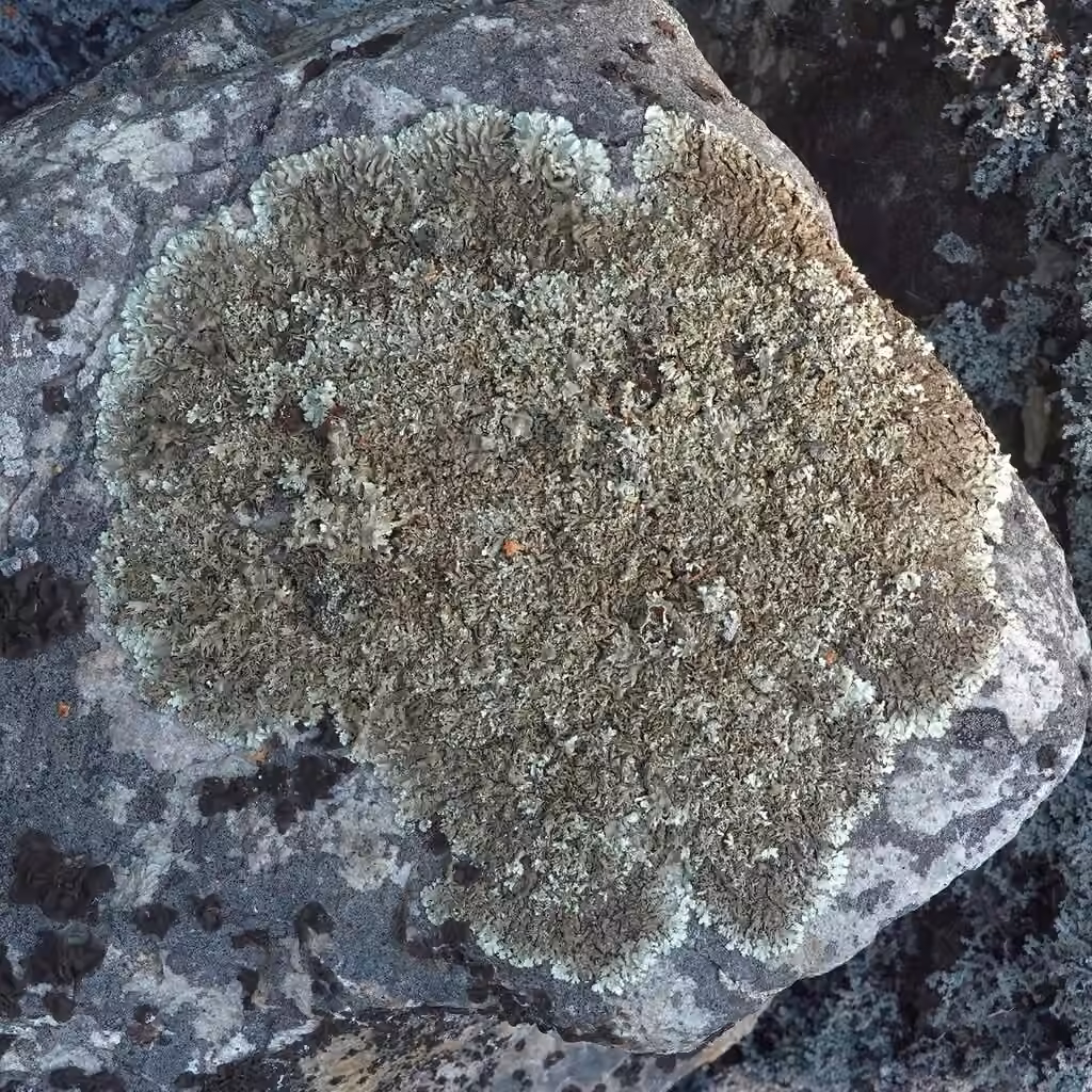 Shingled Rock-shield Lichen, photo 2 of 5