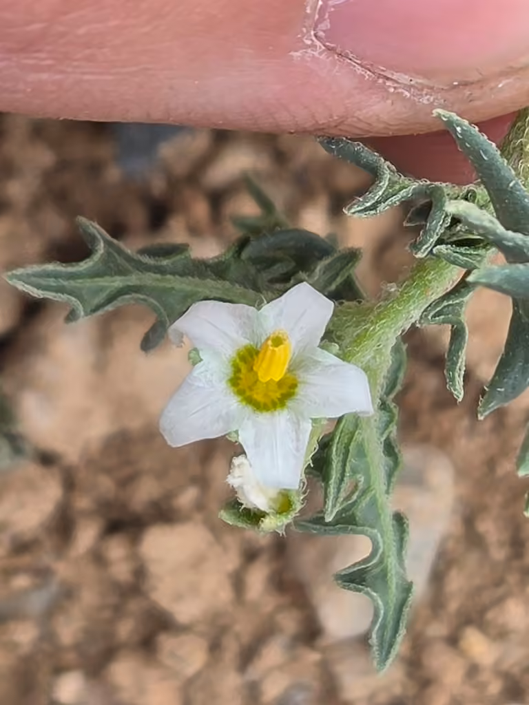Cutleaf nightshade, In flower