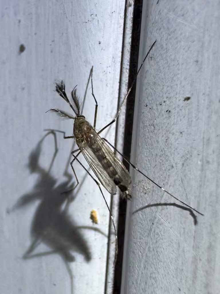 Moustique pointu fâcheux allemand, Mâle