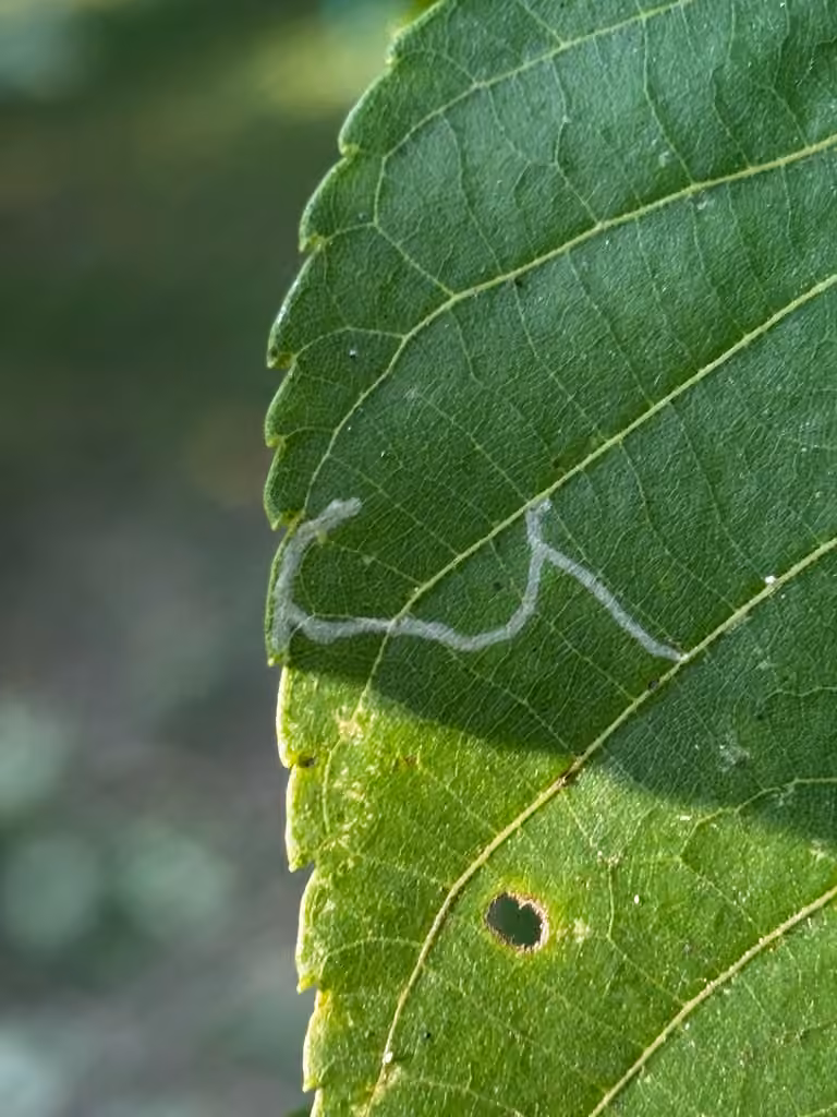 Walnut Caloptilia, Leaf mine