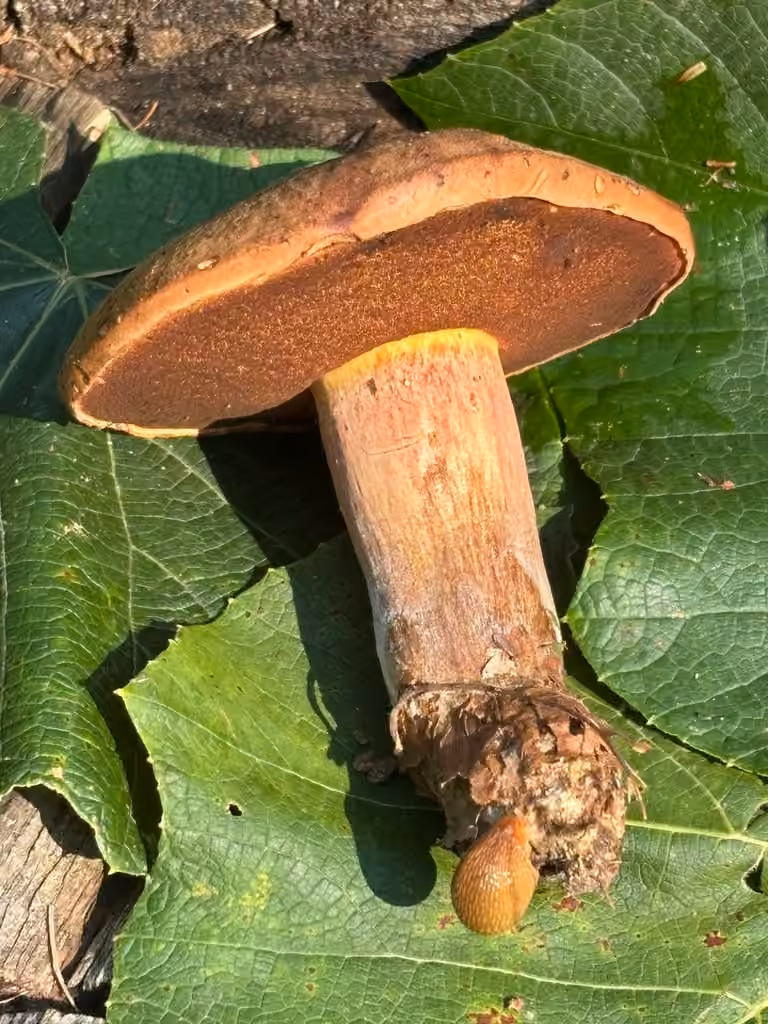 Bolet vermiculé, photo 3 of 5