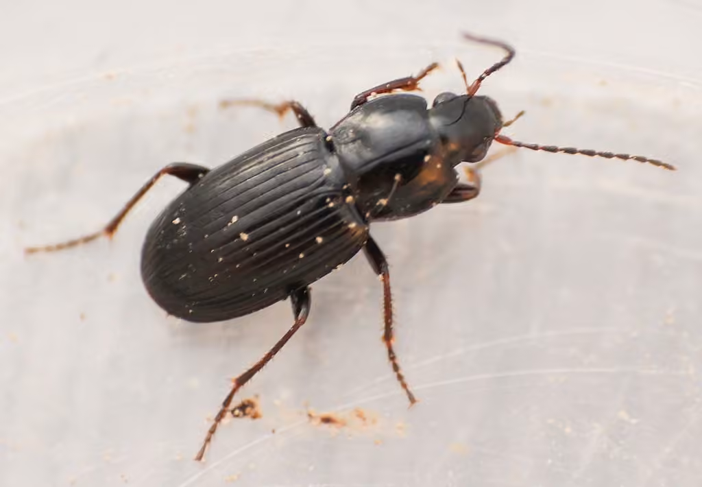Spring Blackclock, Female