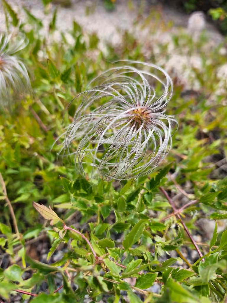 Orange-peel clematis, In flower