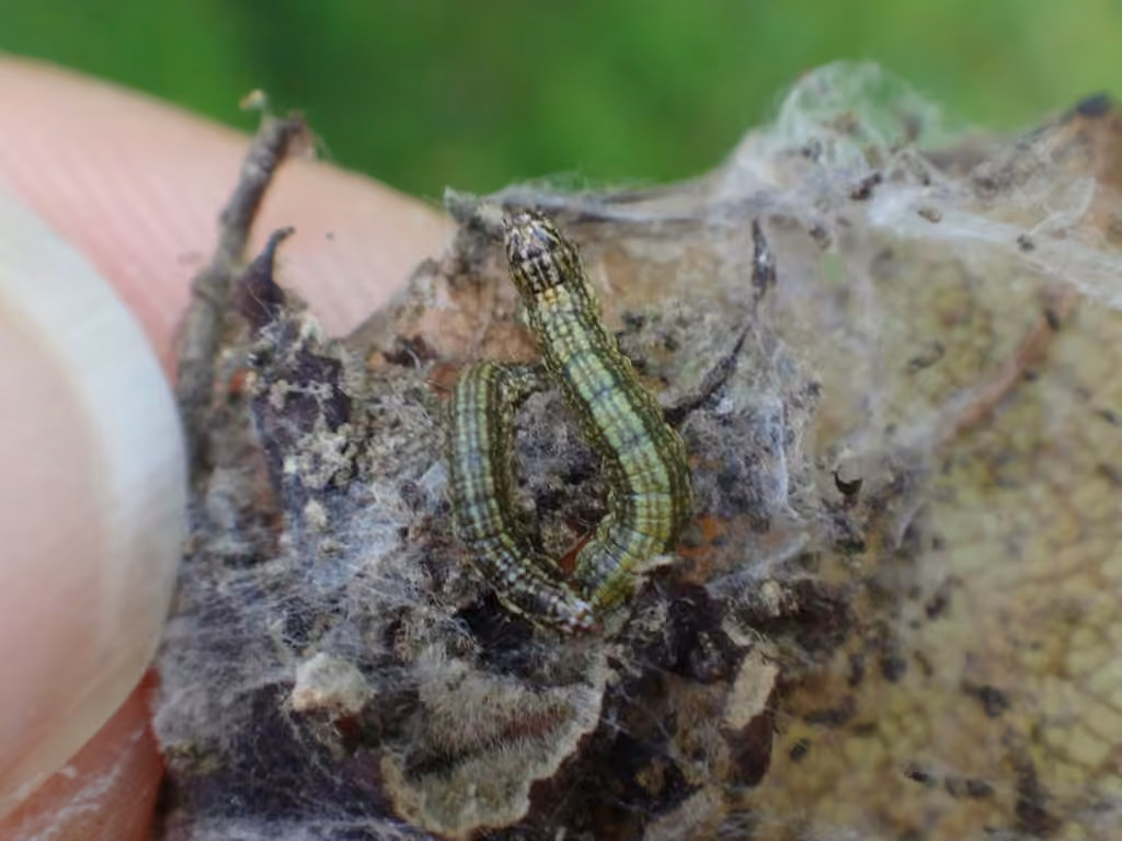 Striped Oak Webworm Moth, Chenille